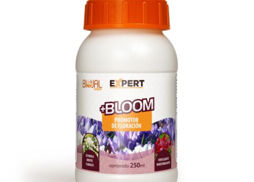 Expert-Bloom expert bloom